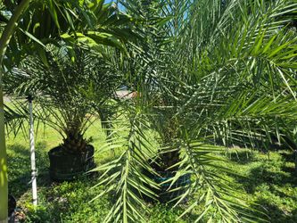 SYLVESTER PALM 30 GALLONS