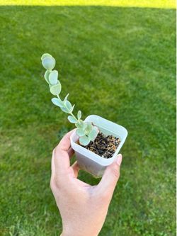 Succulent - Marnier’s Kalanchoe