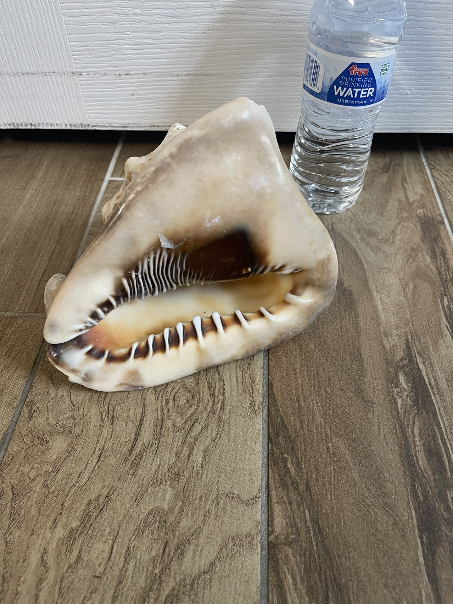Conch Shell 