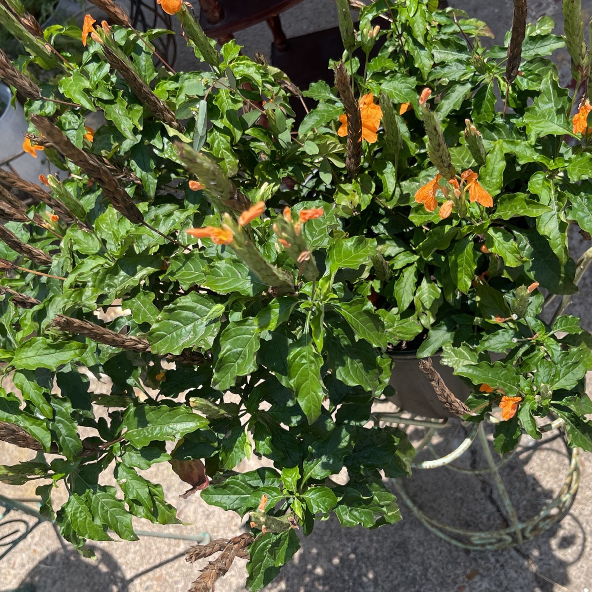 Shrimp Plant 