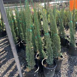 Italian Cypress 