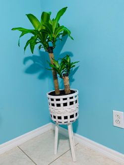 Corn plant in white rattan base