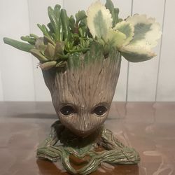 Love groot