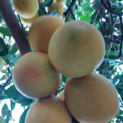 Naranja Organica $8.00 a Dozen