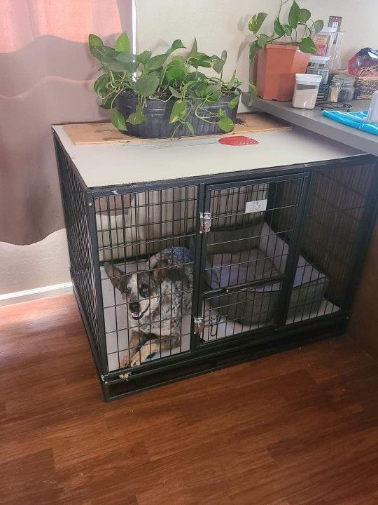 Kennel