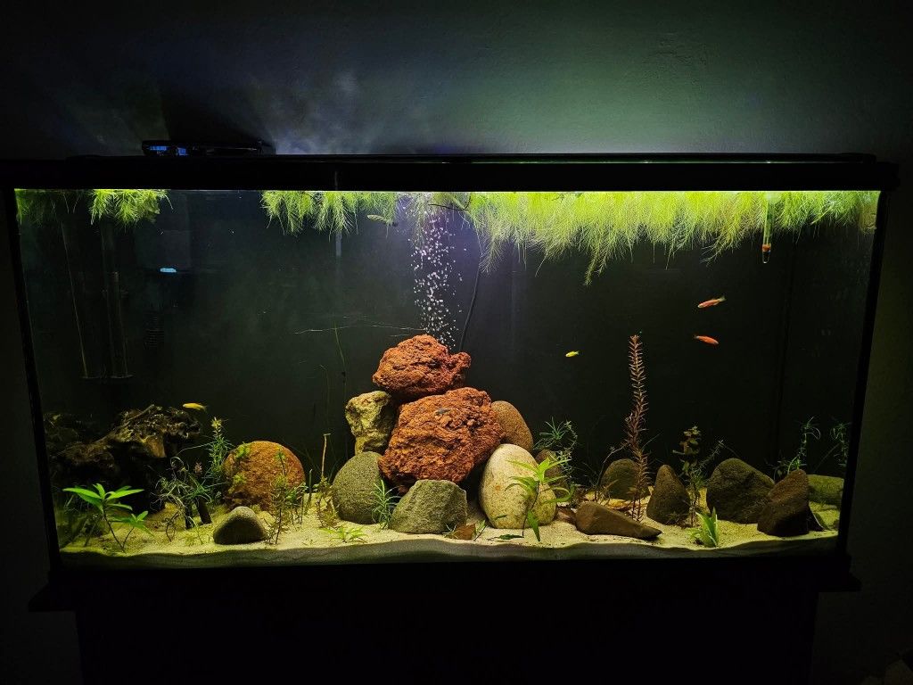 Cycled Fish Tank And Supplies