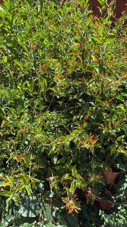 Muicle Mexican honeysuckle or orange plume),