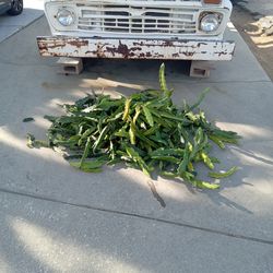 FREE hundreds of dragon fruit vines