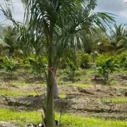 toyal palms many available 