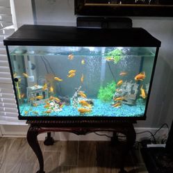 Pecera Sin Pescados 