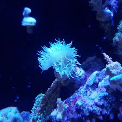 Duncan Reef Decoration 