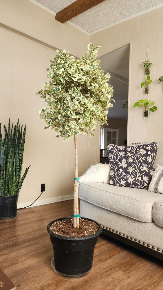 $155 XL FICUS TRIANGULARIS ๐ฟ60" tall