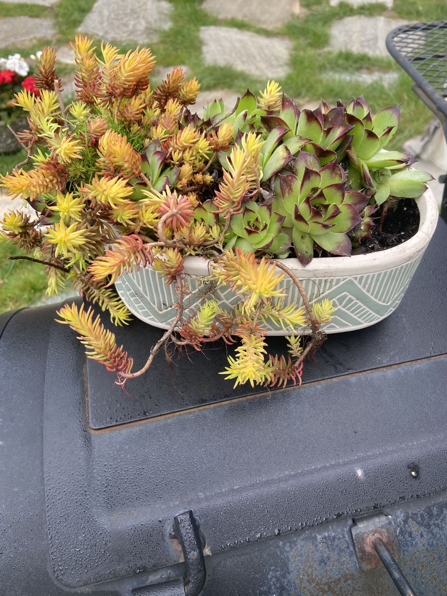 Sedum And Succulent Garden In Bonsai Pot Display