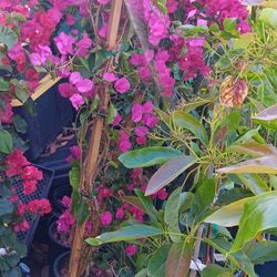 bougainvilleas