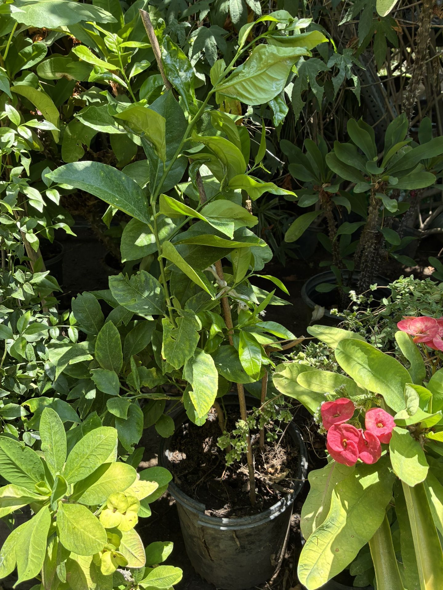 Lemon Tree