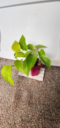Neon Pothos Plant