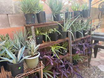 Plants for sale Friday, Saturday and Sunday, 7am - 1pm
