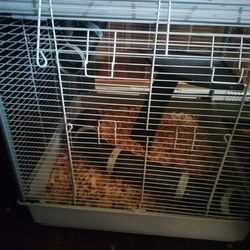 Large Size Small Animal Cage