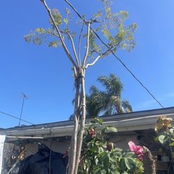 Árbol Tabachin De Flor Morada 