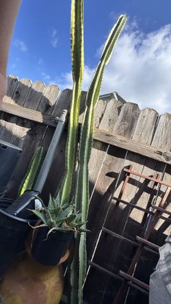 8’ Peruvian apple Cactus X 2