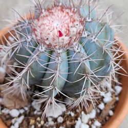 Blue Melo Cactus - Starter Plant