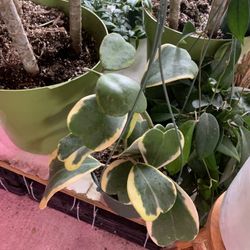 Hoya Kerri Variegated Plants 