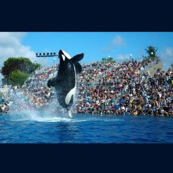 SeaWorld Tickets Any Day