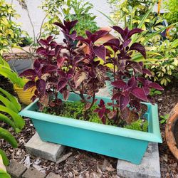 Purple Coleus Plants And Pot.
