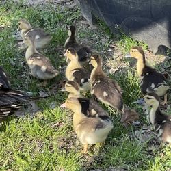 Baby Ducks And Fresh Chicken Eggs
