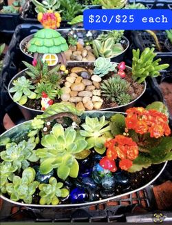 Succulents. $4 to $20 arrangments.