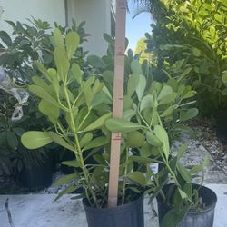 Clusia: 2-3 Feet - $40 For 3 Plants 