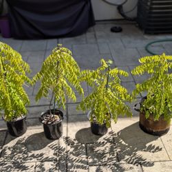 Curry Leaves Plant - Organic