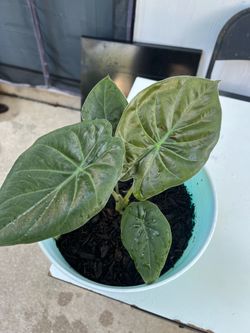 Alocasia elephant ear plant