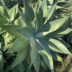 foxtail agave ($7 for 10)