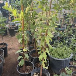 Pink Guava Trees 4F The Tall $40 Each Price Firm 