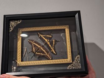 Framed butterflies