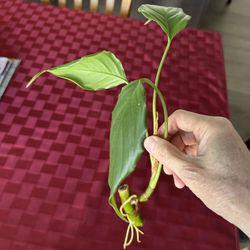 万年青 Chinese Evergreen Flowering Plant