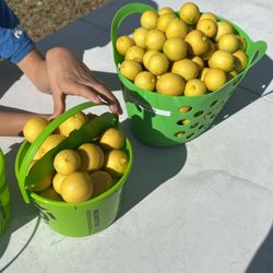 Limes For Sale