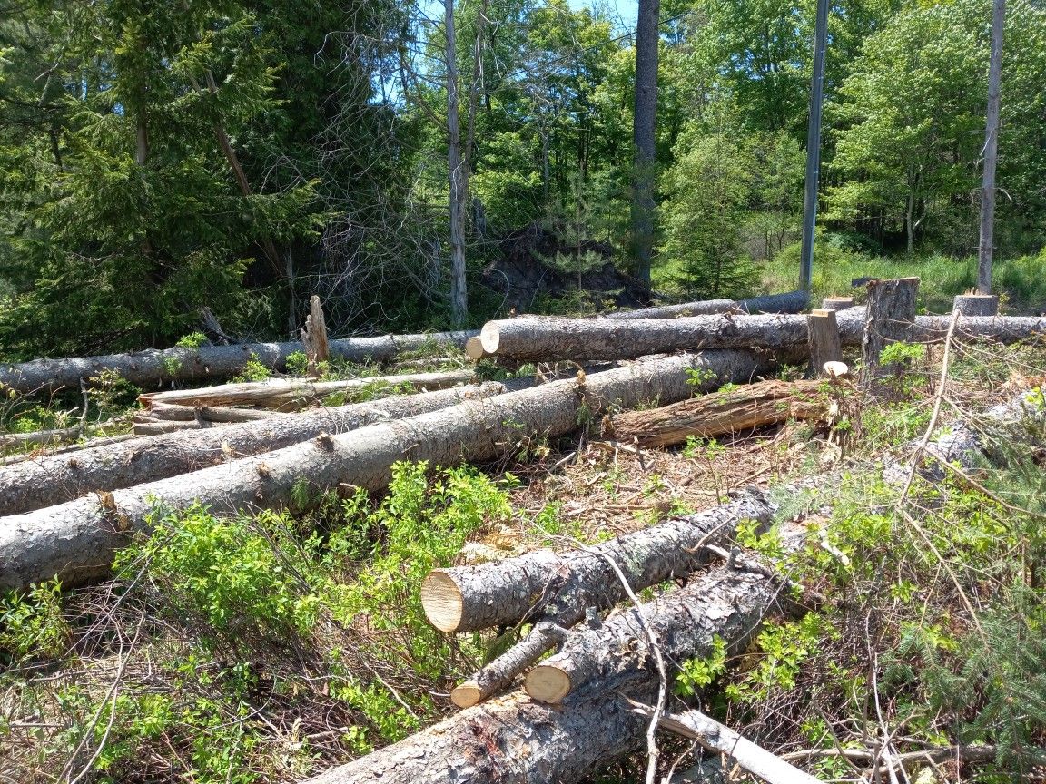 Norwegian Spruce Tree Trunks for Sale in Livingstn Mnr, NY OfferUp