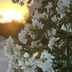 White Oleander Plant