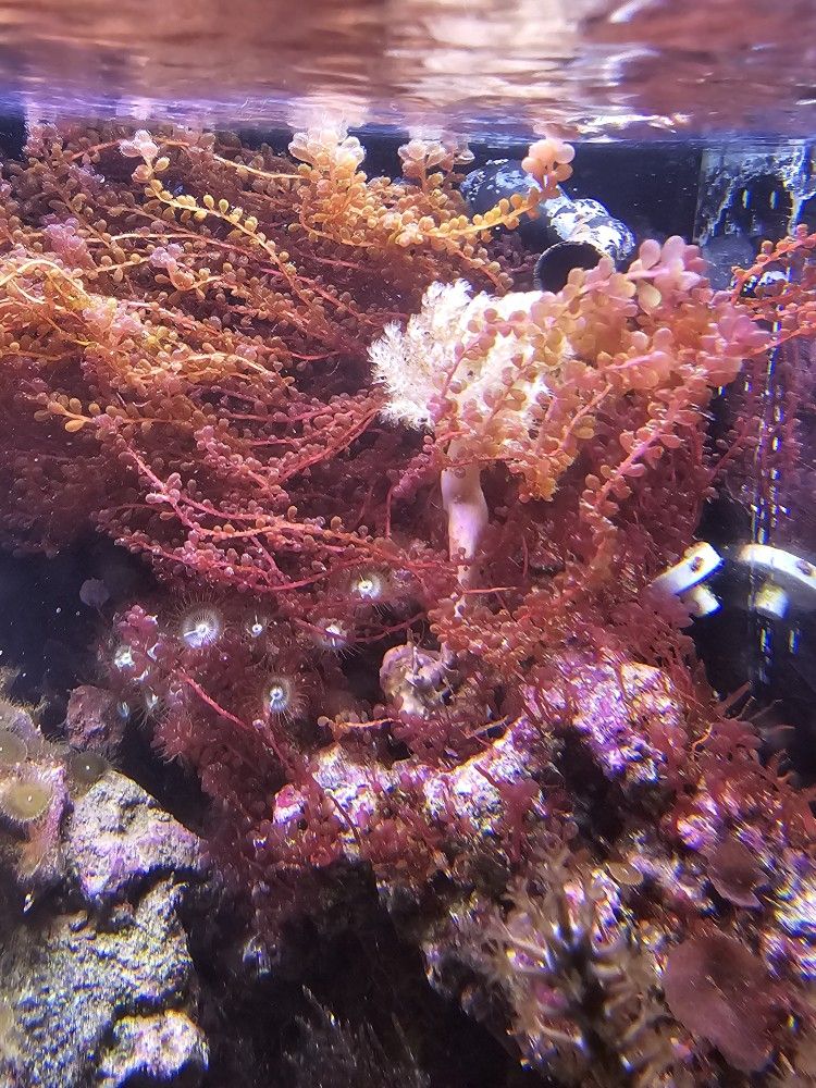 Bortyclaidia- SALTWATER PLANT