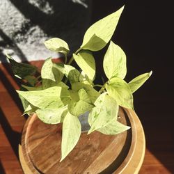 Marble Queen Pothos