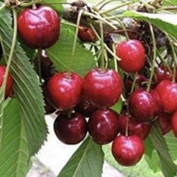 Barbados Cherry Tree 1 Gallon Self Fruitful Fully Grown Free Black Eyed Susan Plant