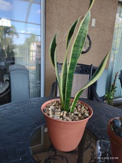 Snake Plant