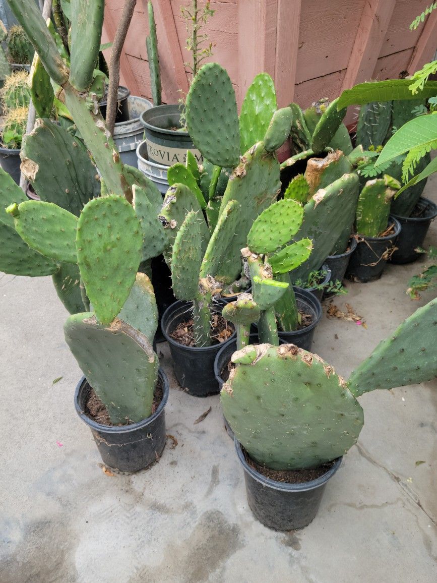 Cactus Plants Rooted In A Gal Pot Only $7 Each