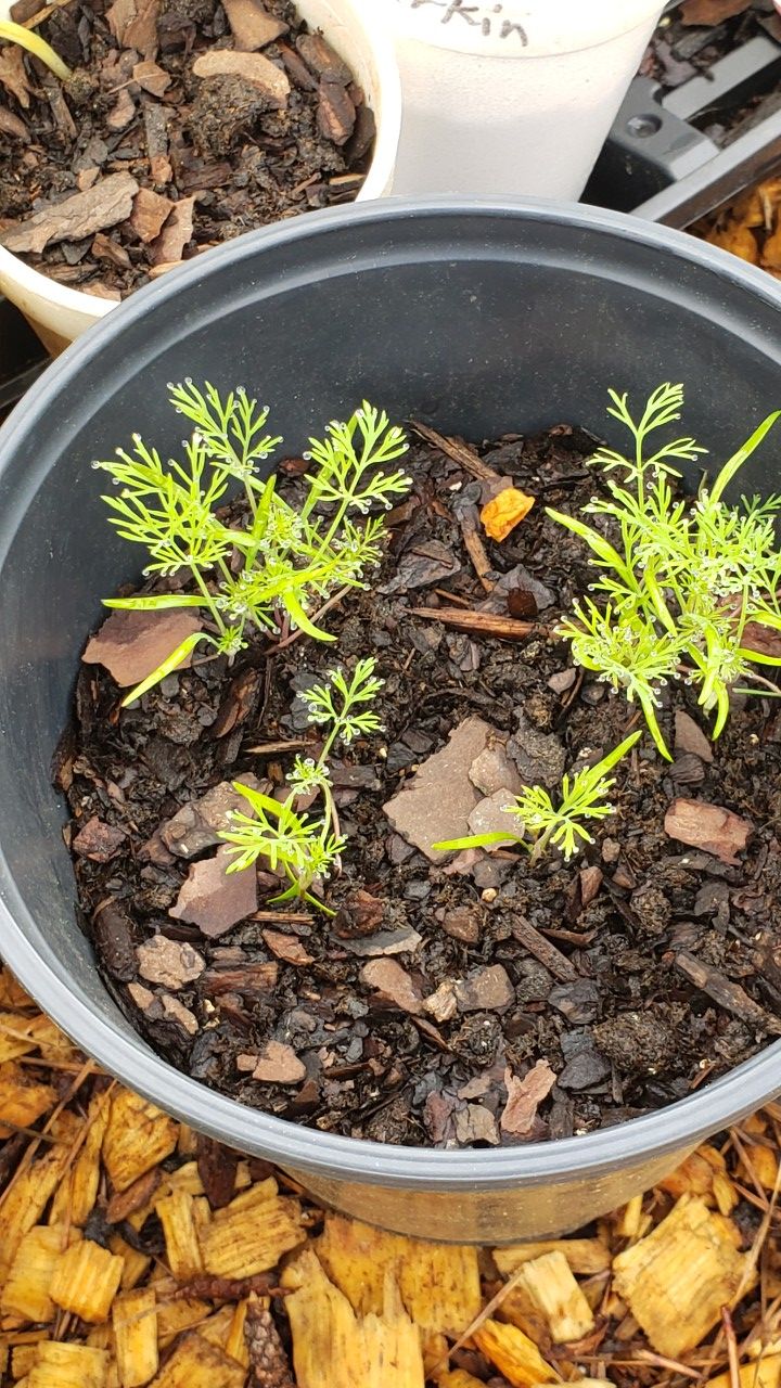 Dill/herb plants