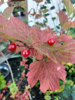 Snowball bush - High bush cranberry - Viburnum opulus