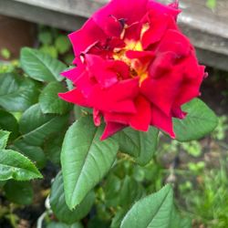 Hybrid Tea Roses 16$