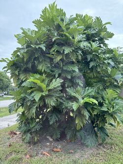 Bread Fruit Tree