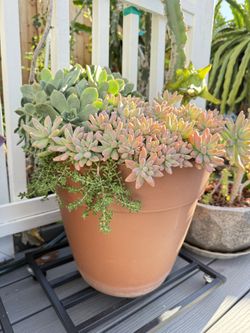 Mixed Succulents In Pot